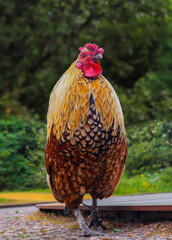 Galo de crista vermelha 
