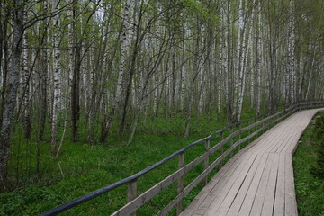 Obraz premium path in the woods