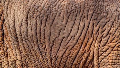 The elephant skin seamless texture