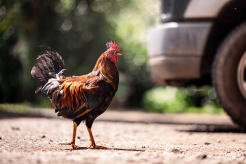 Colorful feral rooster roaming around on the island of Kauai, Hawaii. Wild chickens on Kauai