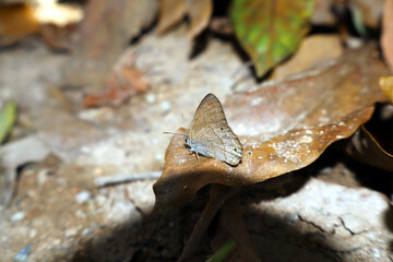 butterfly on the ground