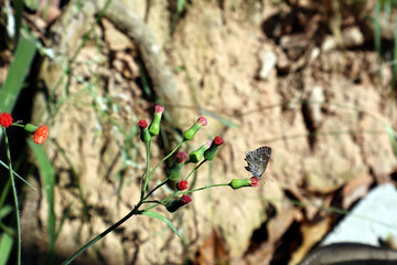 Butterfly on a flower