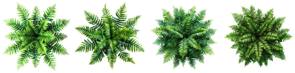 Japanese Painted Fern Plants Top View Hyperrealistic Highly Detailed Isolated On Transparent Background Png File