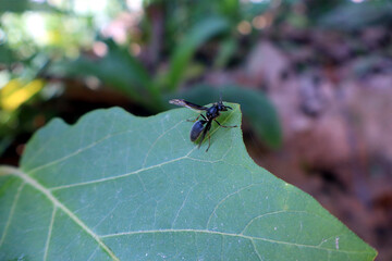 wasp on leaf