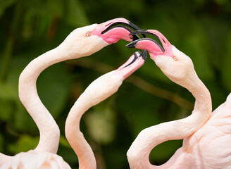 American flamingo (Phoenicopterus ruber) or Caribbean flamingo fighting. Nature green background