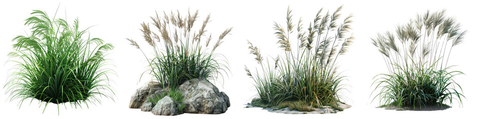Japanese Forest Grass Plants Hyperrealistic Highly Detailed Isolated On Transparent Background Png File