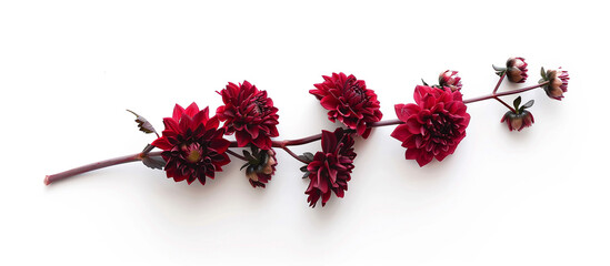 A single branch of crimson dahlias, arranged vertically to showcase their intricate blooms against a backdrop of pure white, all captured in breathtaking full ultra HD detail,