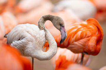 Little American flamingo (Phoenicopterus ruber) or Caribbean flamingo. Close-up view.