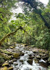 San Gerardo de Dota hiking trails in beautiful cloud forest