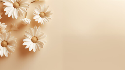 aesthetic chamomile daisy flowers, beige background with copy space 