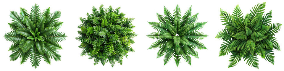 Ferns Plants Top View Hyperrealistic Highly Detailed Isolated On Transparent Background Png File