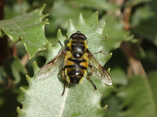 Batman hover fly (Myathropa florea), also known as yello-haired sun fly, male resting on a jagged leaf