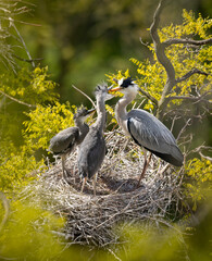 Grey heron on the nest. Heron feed the chicks.