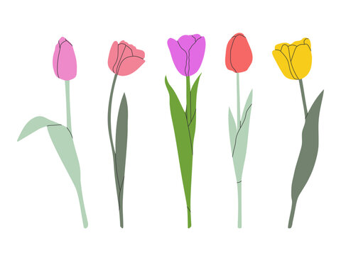 Tulip flower set isolated on white. Flower collection with pink, yellow, red and violet blooms. Simple flat design. Vector illustration.