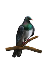 New Zealand bird Kererū painting with white background 