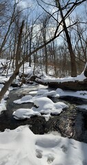 Stream in Winter Forest