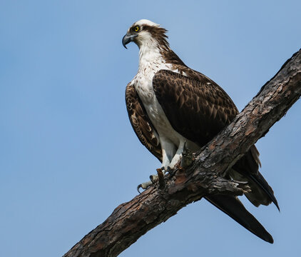 An Osprey perched on a branch, its brown and white feathers and strong, hooked beak match its sharp claws, all set against a backdrop of clear blue skies.