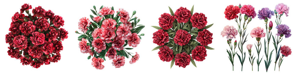 Carnations Plants Top View Hyperrealistic Highly Detailed Isolated On Transparent Background Png File