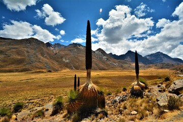 Puya raimondii (Raimondi Cove, Queen of the Andes, titanka, ilakuash) - the largest species of...