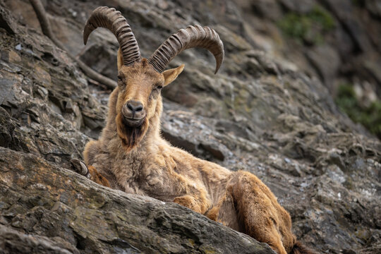 West Caucasian tur, Capra caucasica, sitting on the rock