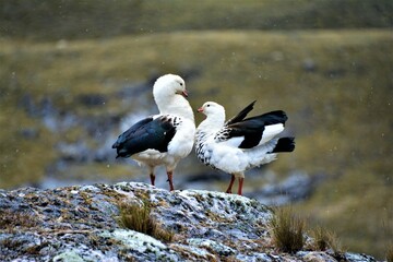 Andean goose (Chloephaga melanoptera) - a pair observed from the 