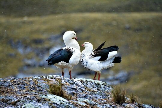 Andean goose (Chloephaga melanoptera) - a pair observed from the "Huayhuash Circuit" hiking trail near Portachuelo de Huayhuash, 4760 m (Cordillera Huayhuash, the Andes of Peru)