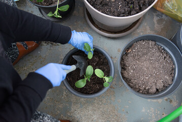 a woman tends her garden on her balcony
