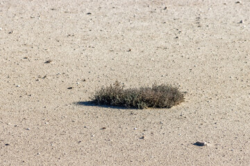 the maze in the field