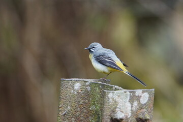 Grey Wagtail (Motacilla cinerea) at Hebden in Wharfedale, North Yorshire, England, UK