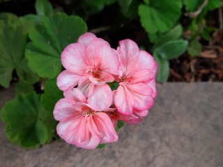 Flor de color rosa