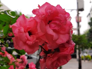 Flor  de color rosa