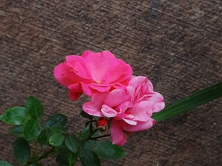Flor de color rosa
