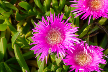 fiori da giardino