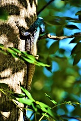 Acanthocercus atricollis (black-necked agama or southern tree agama) observed in Kruger National Park (South Africa)