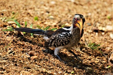 Tockus rufirostris observed in Kruger National Park (South Africa)