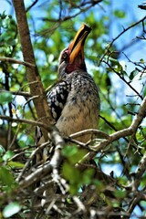 Tockus rufirostris observed in Kruger National Park (South Africa)