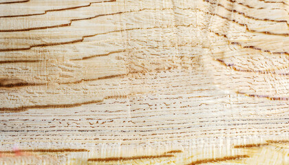 macro photo of white birch plank surface with wood texture
