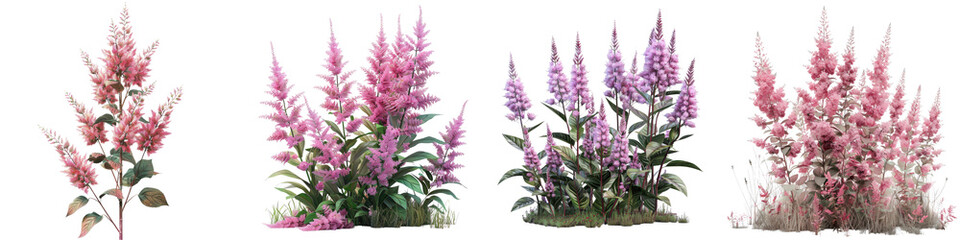 Astilbe Plants Hyperrealistic Highly Detailed Isolated On Transparent Background Png File