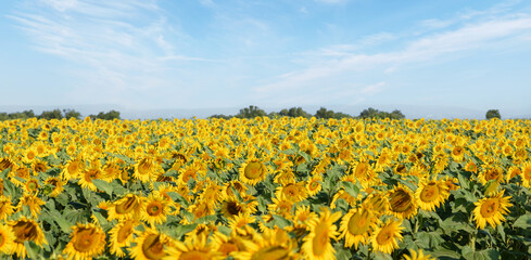 Beautiful sunflowers in the field with bright blue sky