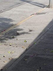 Pájaro en la ciudad
