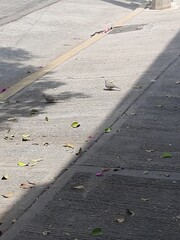 Ave en la ciudad