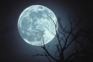 Fototapeta premium Night, dark and tree in nature, environment and bright with glow, shine and forest in Switzerland. Peace, evening and branches for mystery of fantasy, outdoor and woods with sky, calm and earth