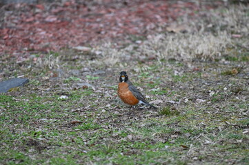 Robin in Nature