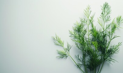 A bunch of organic dill, its feathery leaves delicate against a minimal white backdrop, perfect for highlighting its natural, airy texture, with space for text