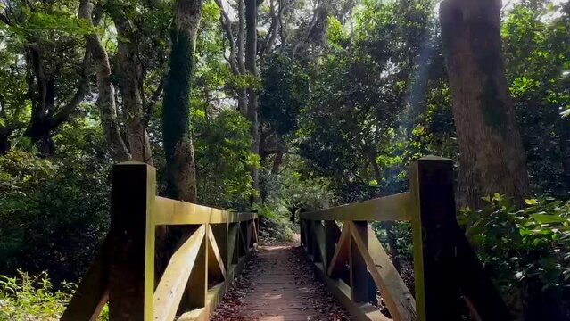 Premium Photo | ASMR forest bridge