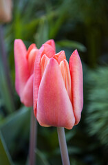 two pink tulips on a background of green leaves