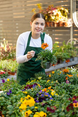 Female gardener tending to potted gazania in container garden