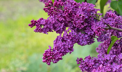 A purple flower with green leaves. Purple lilac on a branch