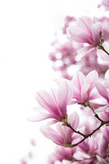 Close up of pastel magnolia flower. Springtime nature background
