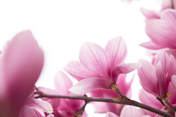 Blooming branch of magnolia tree in spring time. Close up